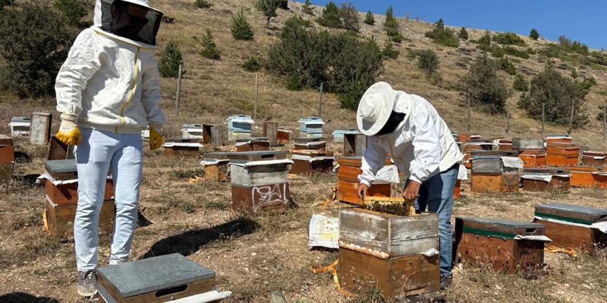 Üniversitemiz Tarafından Üretilen Balların Hasadı Yapılıyor