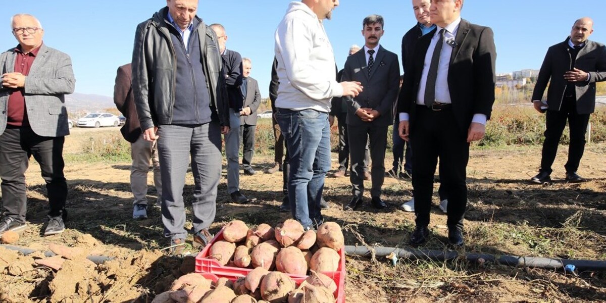 Üniversitemizde Tatlı Patates Hasadı Etkinliği Gerçekleştirildi